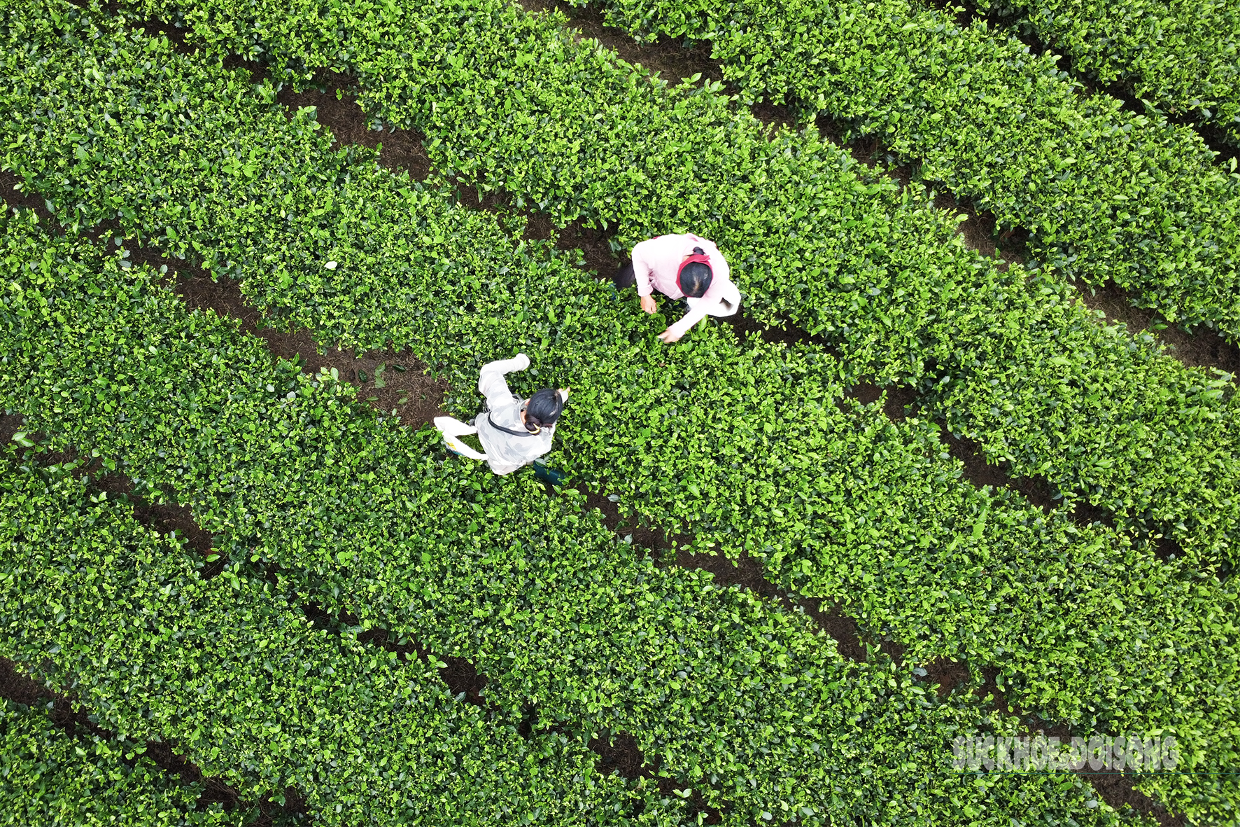 Lạc giữa 'biển chè bát úp' dưới chân Tam Đảo- Ảnh 7. Lạc giữa 'biển chè bát úp' dưới chân Tam Đảo- Ảnh 7.