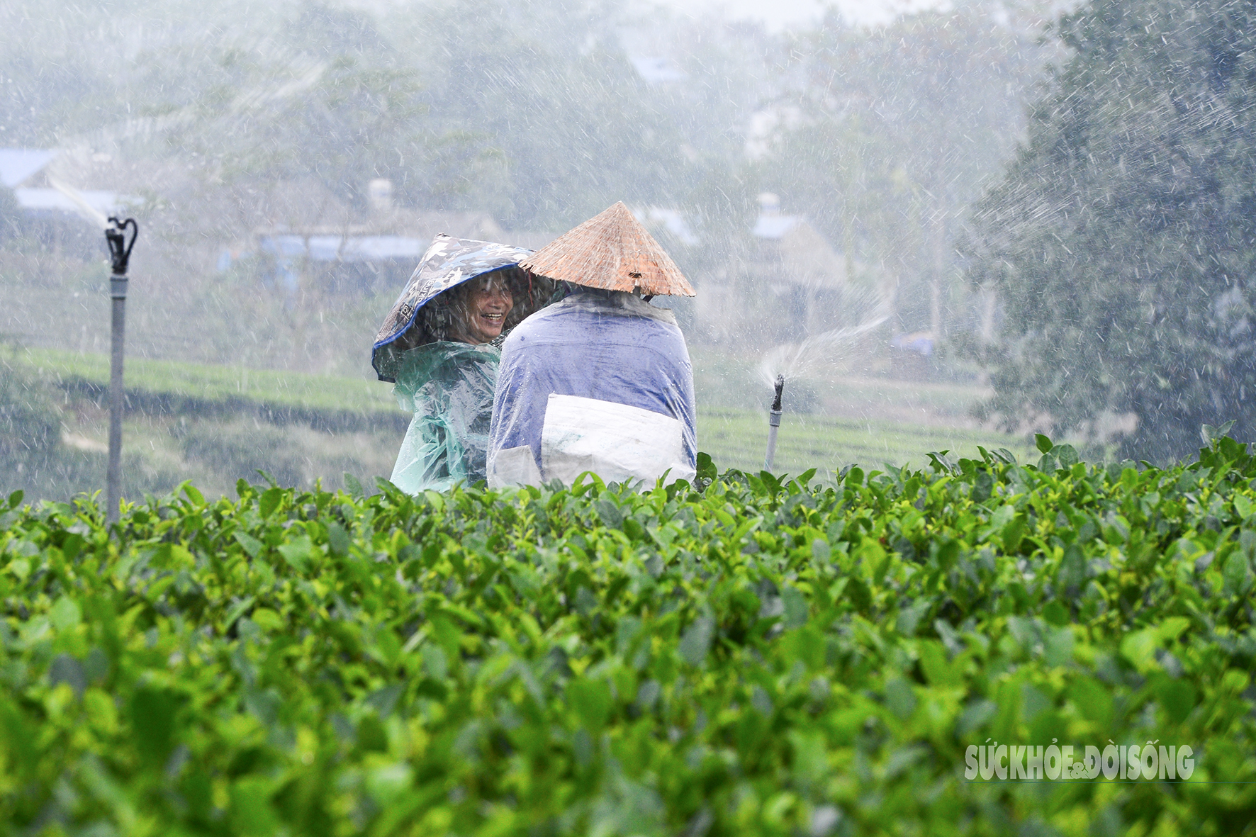 Lạc giữa 'biển chè bát úp' dưới chân Tam Đảo- Ảnh 8. Lạc giữa 'biển chè bát úp' dưới chân Tam Đảo- Ảnh 8.