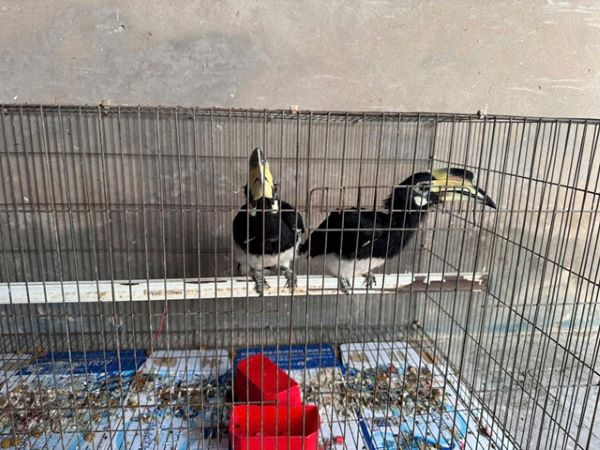 Người dân giao nộp chim Cao Cát quý hiếm- Ảnh 1. Người dân giao nộp chim Cao Cát quý hiếm- Ảnh 1.