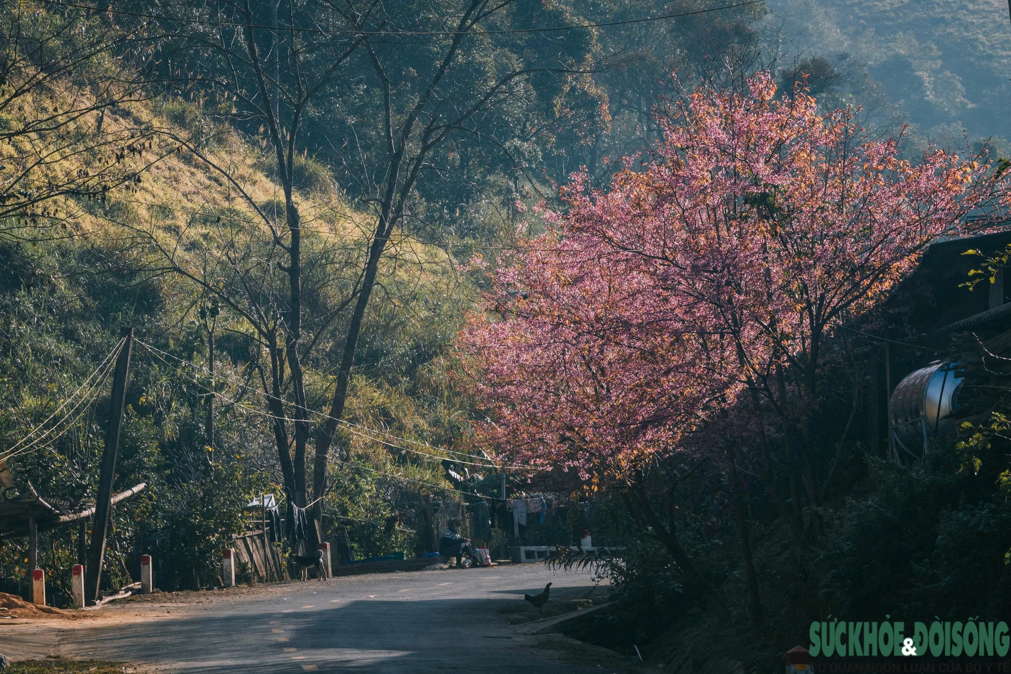 Hoa anh đào nhuộm hồng miền biên viễn xứ Nghệ- Ảnh 8.