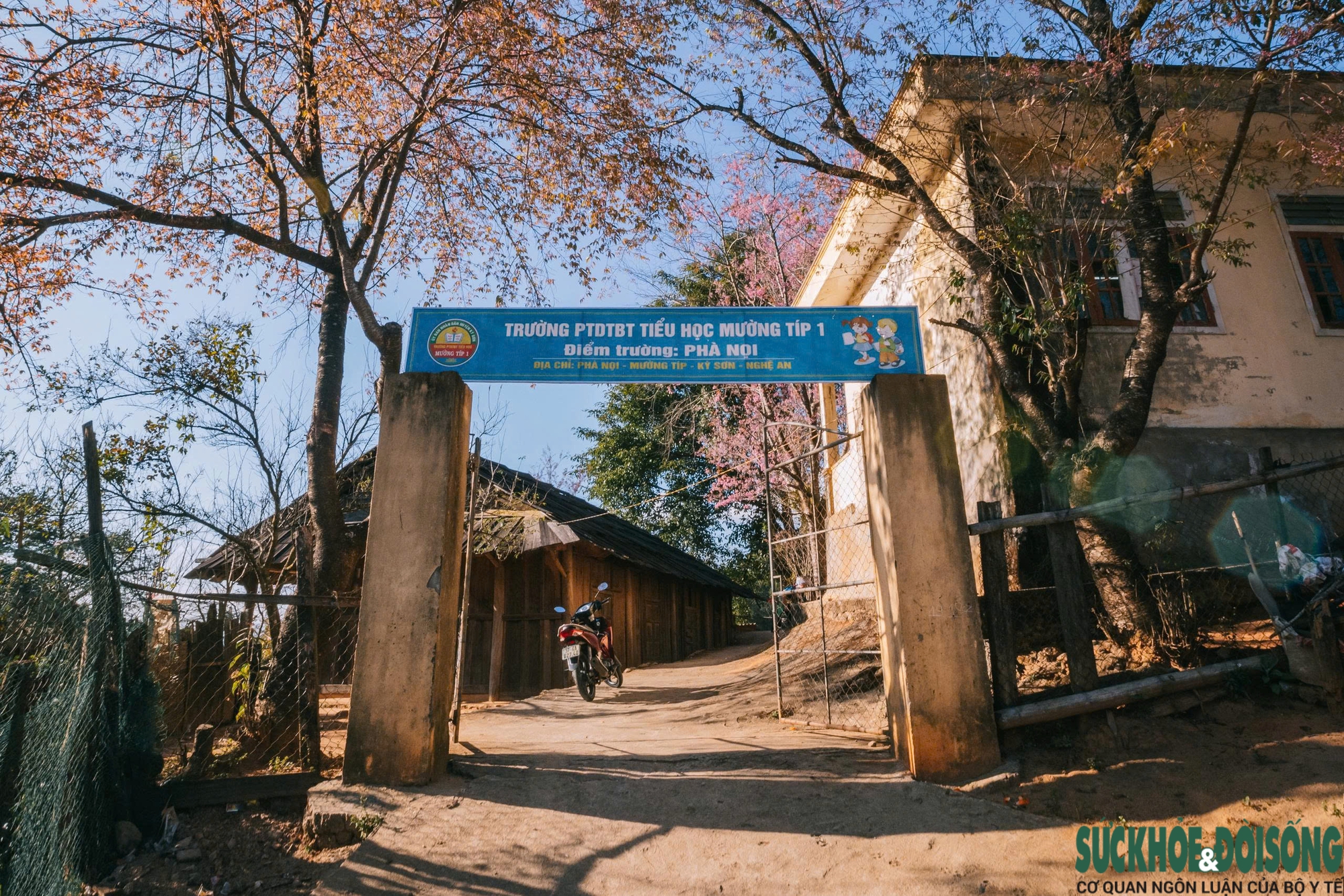 Hoa anh đào nhuộm hồng miền biên viễn xứ Nghệ- Ảnh 10.