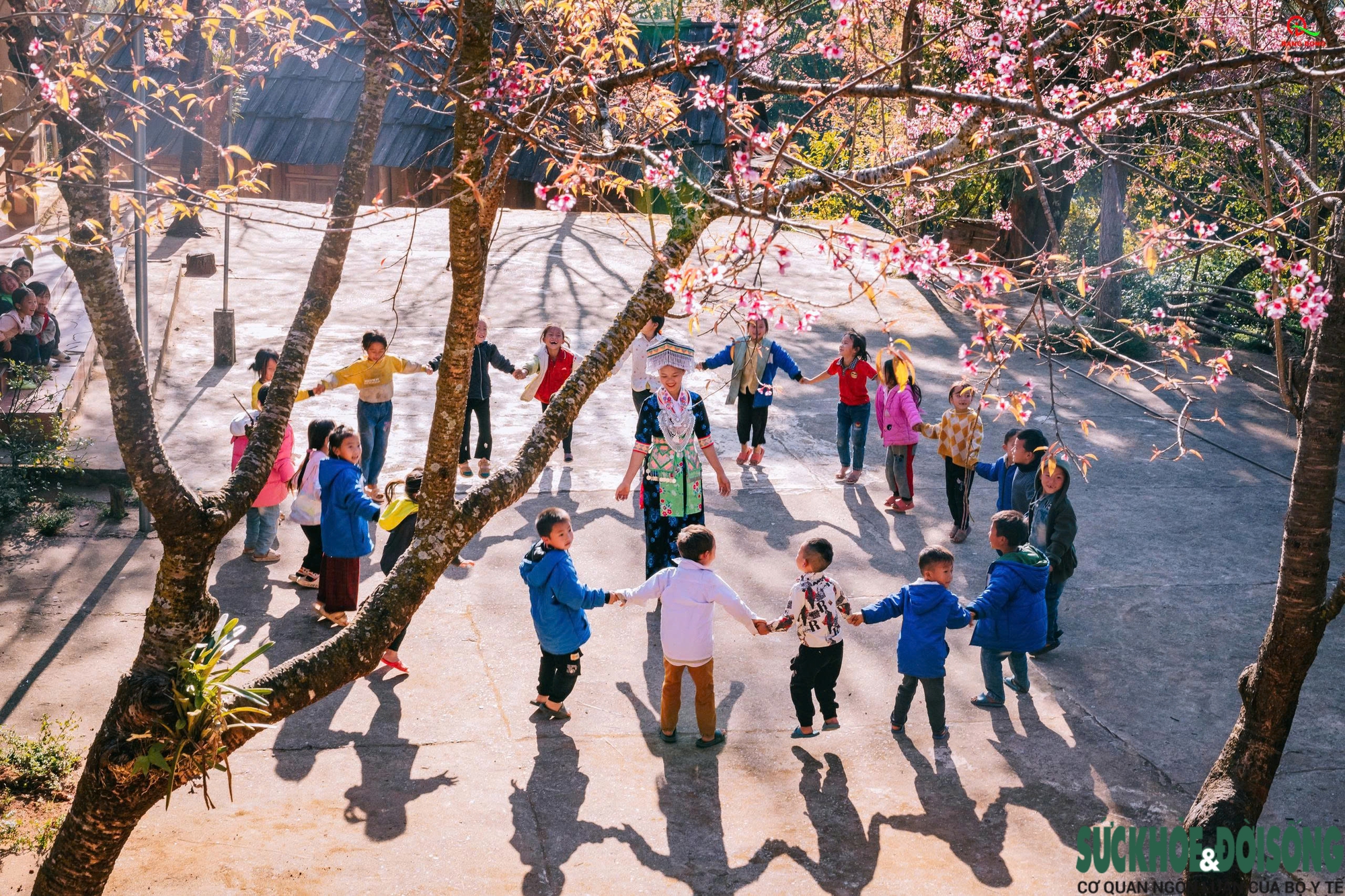 Hoa anh đào nhuộm hồng miền biên viễn xứ Nghệ- Ảnh 11.