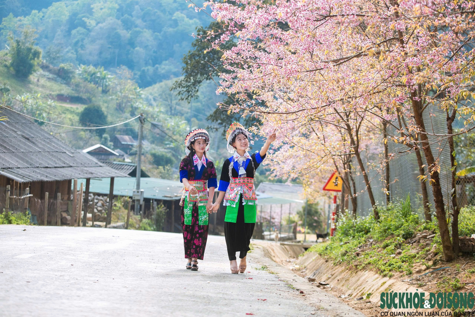 Hoa anh đào nhuộm hồng miền biên viễn xứ Nghệ- Ảnh 12.