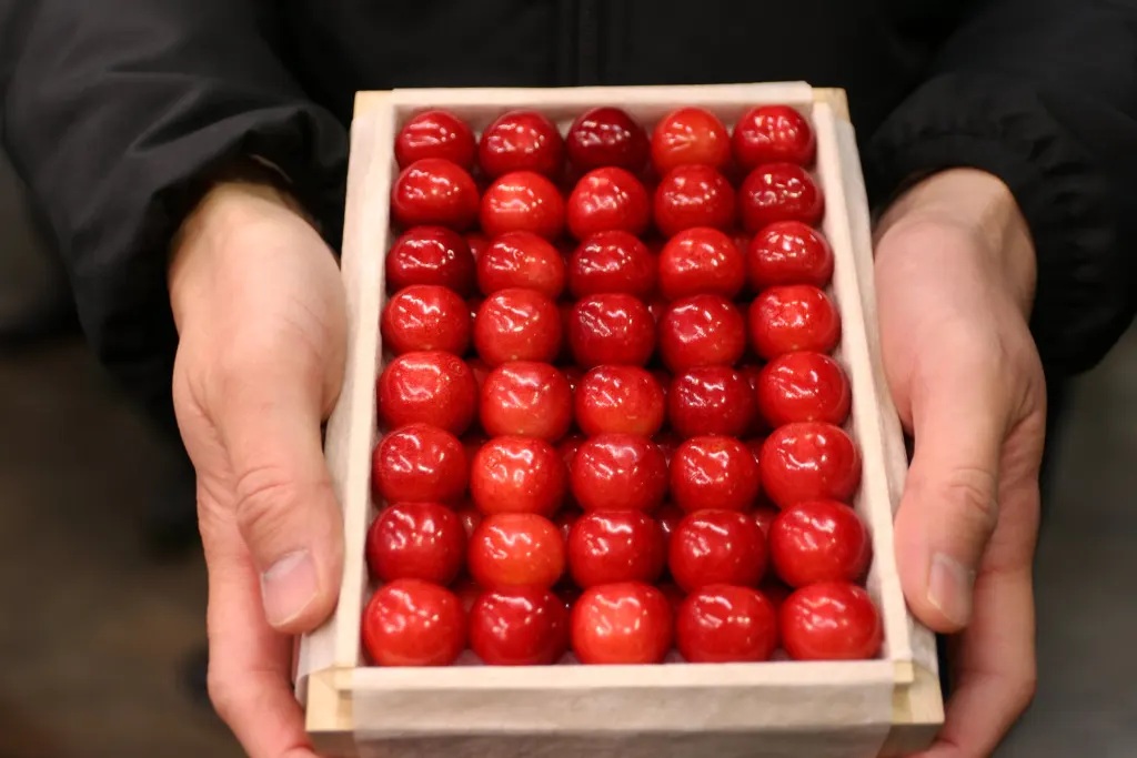 'Vua của các loài cherry Nhật Bản' gây sốt với giá kỷ lục- Ảnh 1.