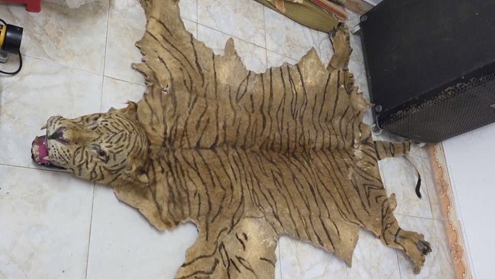 Kiểm tra hành chính bất ngờ phát hiện bộ da động vật hoang dã quý hiếm trong nhà- Ảnh 1.