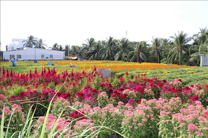 Mưa trái mùa ảnh hưởng đến hoa cảnh dịp Tết Nguyên đán- Ảnh 1.