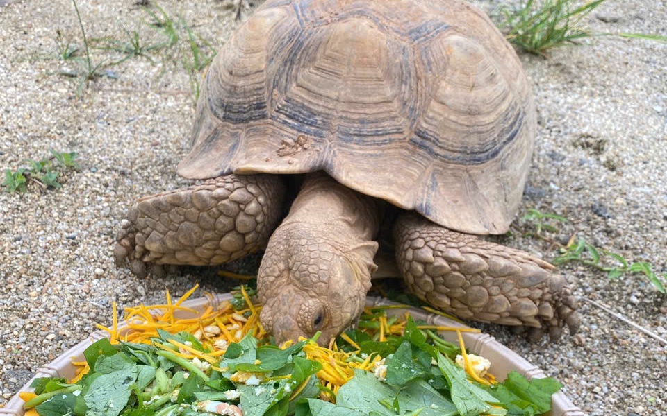 ‘Mắt thần’ góp phần bảo vệ động vật quý hiếm ở Quảng Ngãi- Ảnh 4. Video: Chăm lo ăn uống cho động vật quý hiếm và thả về tự nhiên