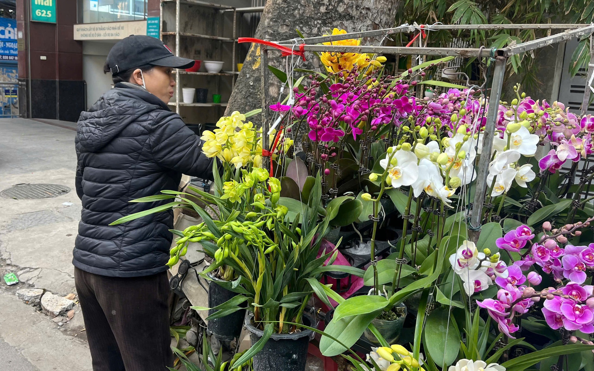 Có nên 'ngâm cành thược dược vào nước sôi để hoa tươi lâu'?- Ảnh 3.