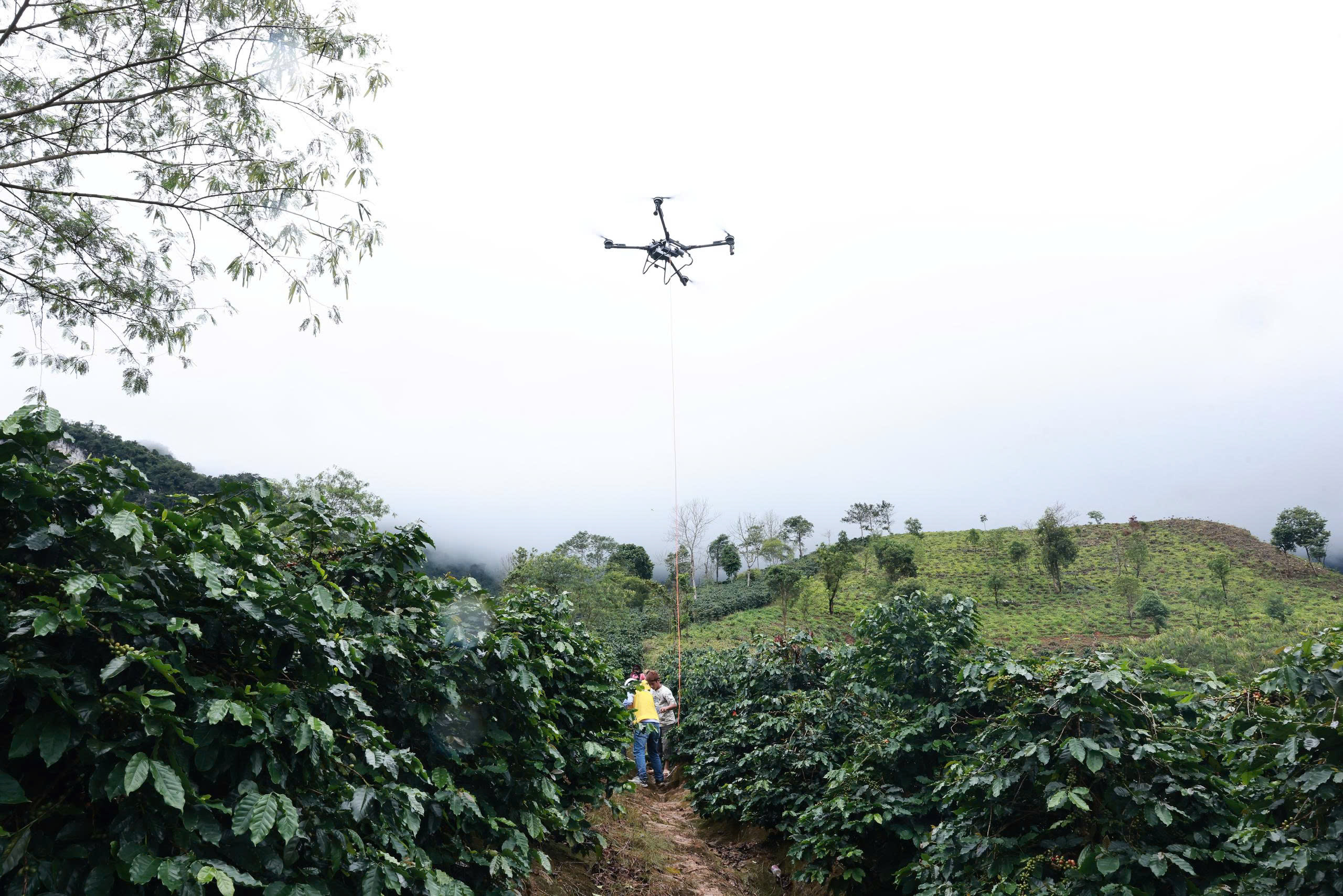 UAV gùi cà phê, phun thuốc trừ sâu, vận chuyển thuốc giữa núi rừng Điện Biên - Ảnh 2.
