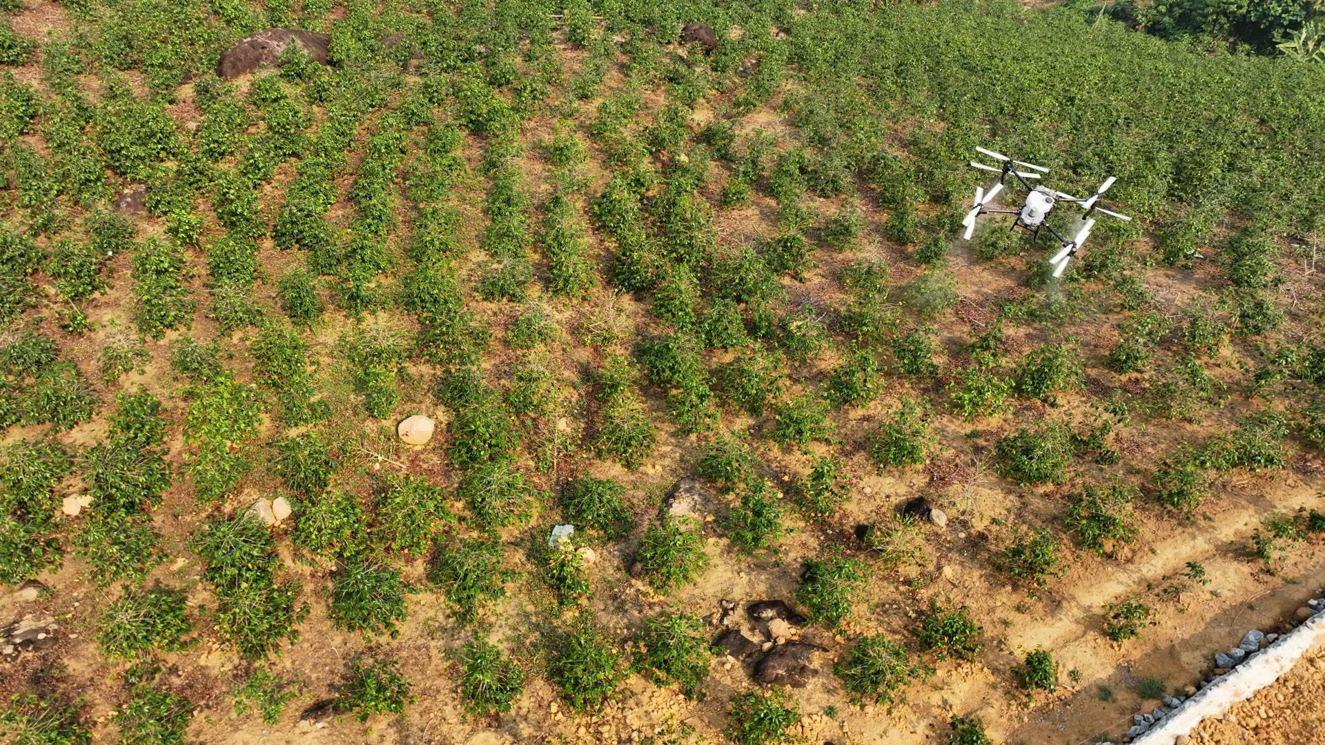 UAV gùi cà phê, phun thuốc trừ sâu, vận chuyển thuốc giữa núi rừng Điện Biên - Ảnh 20.