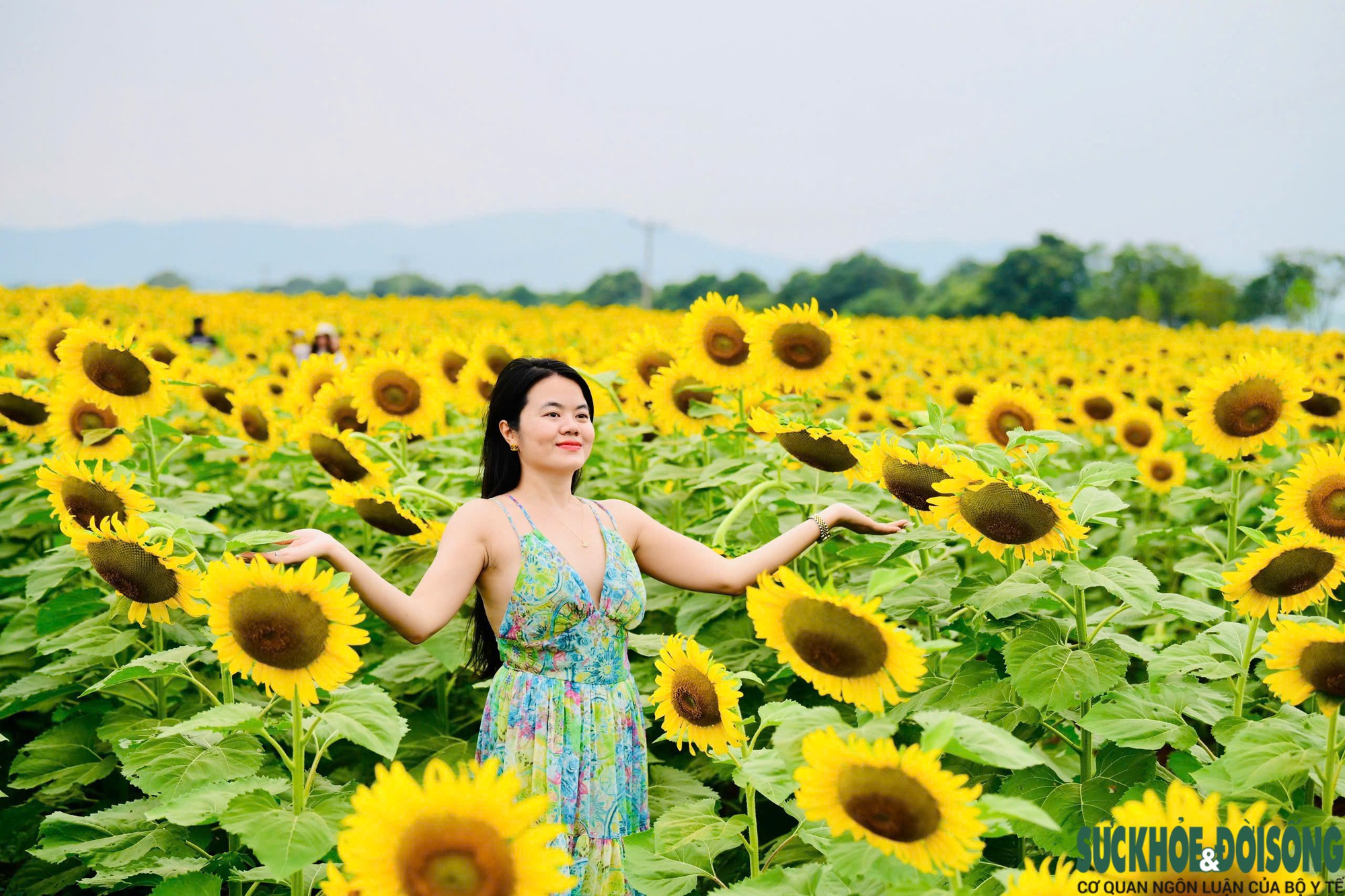 Điểm hẹn mùa hoa hướng dương ở Nghệ An- Ảnh 5.