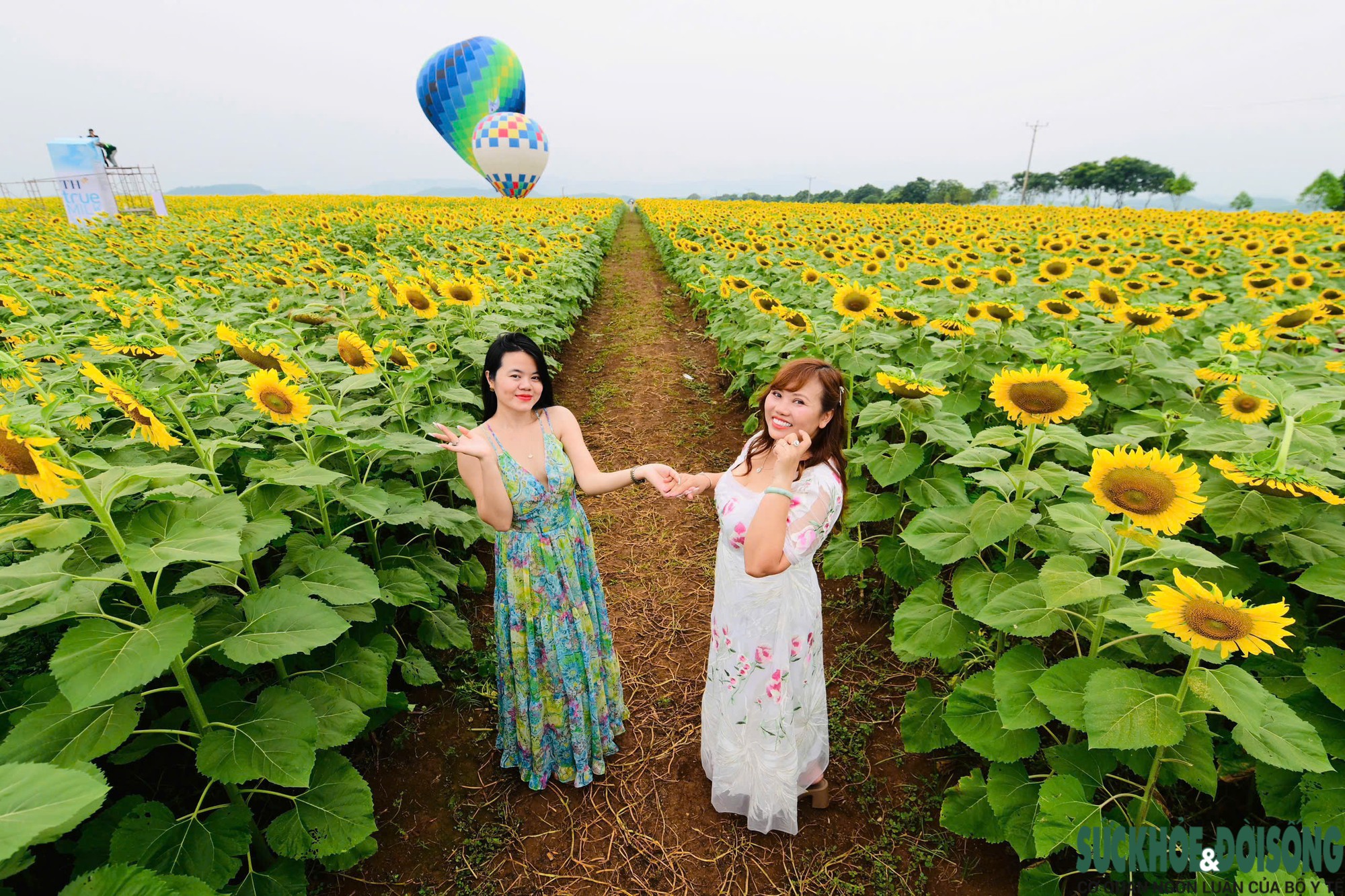 Điểm hẹn mùa hoa hướng dương ở Nghệ An- Ảnh 10.