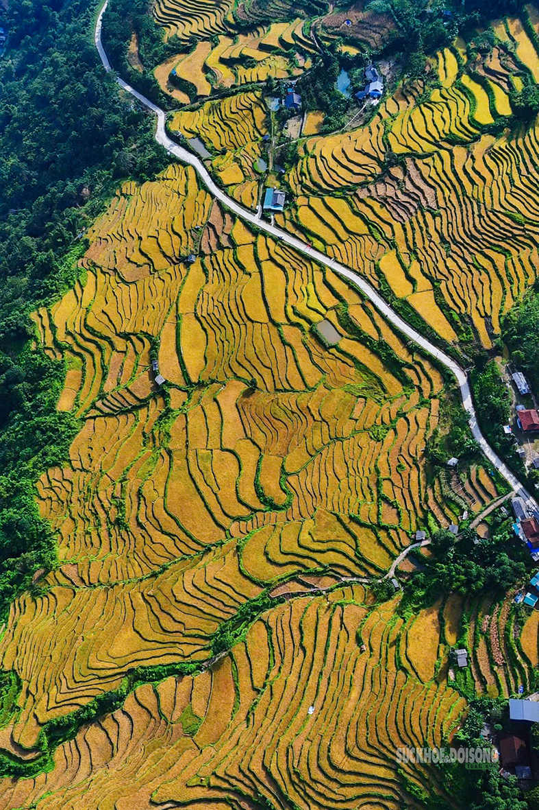Hồng Thái mùa lúa chín, sắc vàng trải dài giữa biển mây- Ảnh 5.