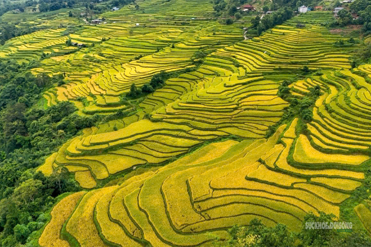 Hồng Thái mùa lúa chín, sắc vàng trải dài giữa biển mây- Ảnh 3.