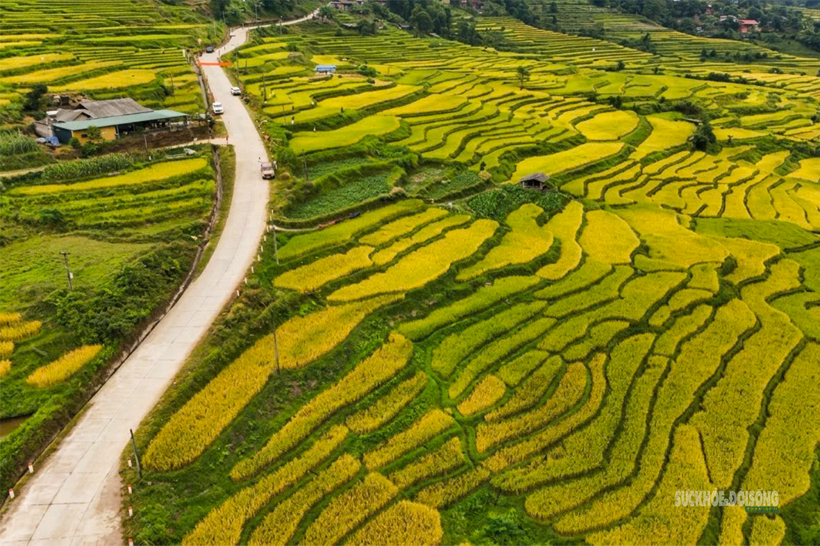 Hồng Thái mùa lúa chín, sắc vàng trải dài giữa biển mây- Ảnh 6.