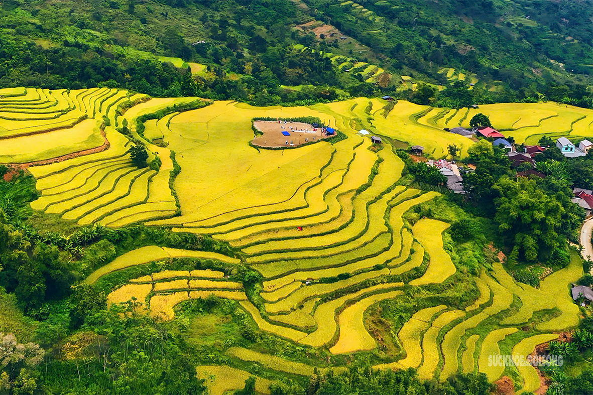 Hồng Thái mùa lúa chín, sắc vàng trải dài giữa biển mây- Ảnh 4.