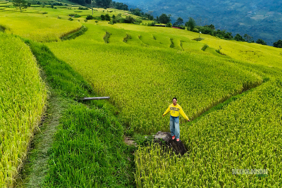 Hồng Thái mùa lúa chín, sắc vàng trải dài giữa biển mây- Ảnh 10.