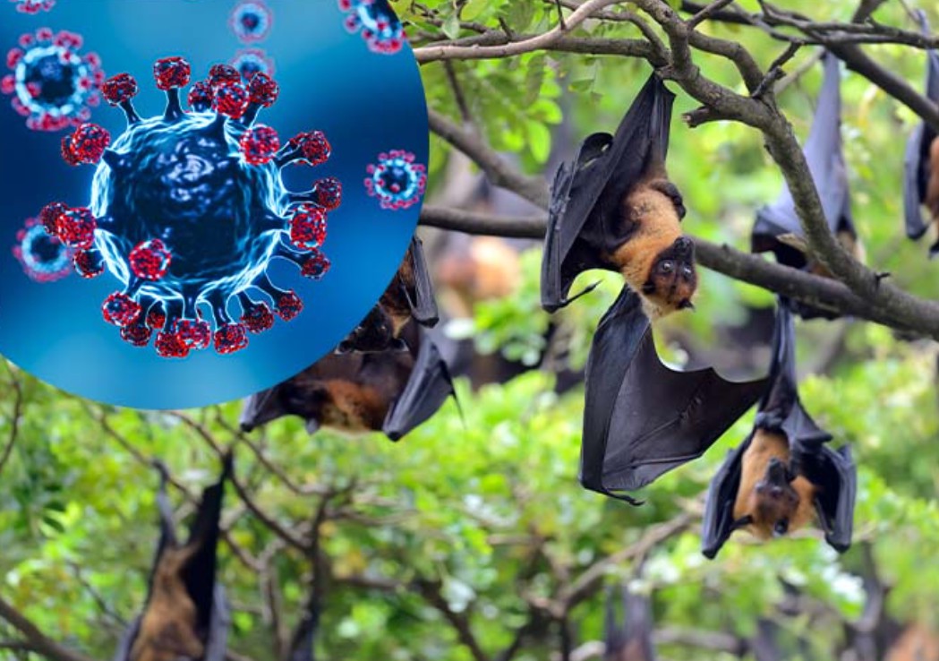 Virus Nipah nguy hiểm thế nào, dấu hiệu nhận biết và cách phòng bệnh - Ảnh 2.
