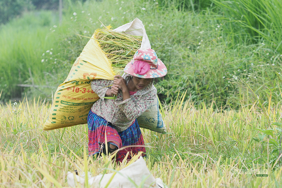 Vẻ đẹp bình dị của người phụ nữ Việt Nam: Từ phố thị đến vùng cao- Ảnh 3.