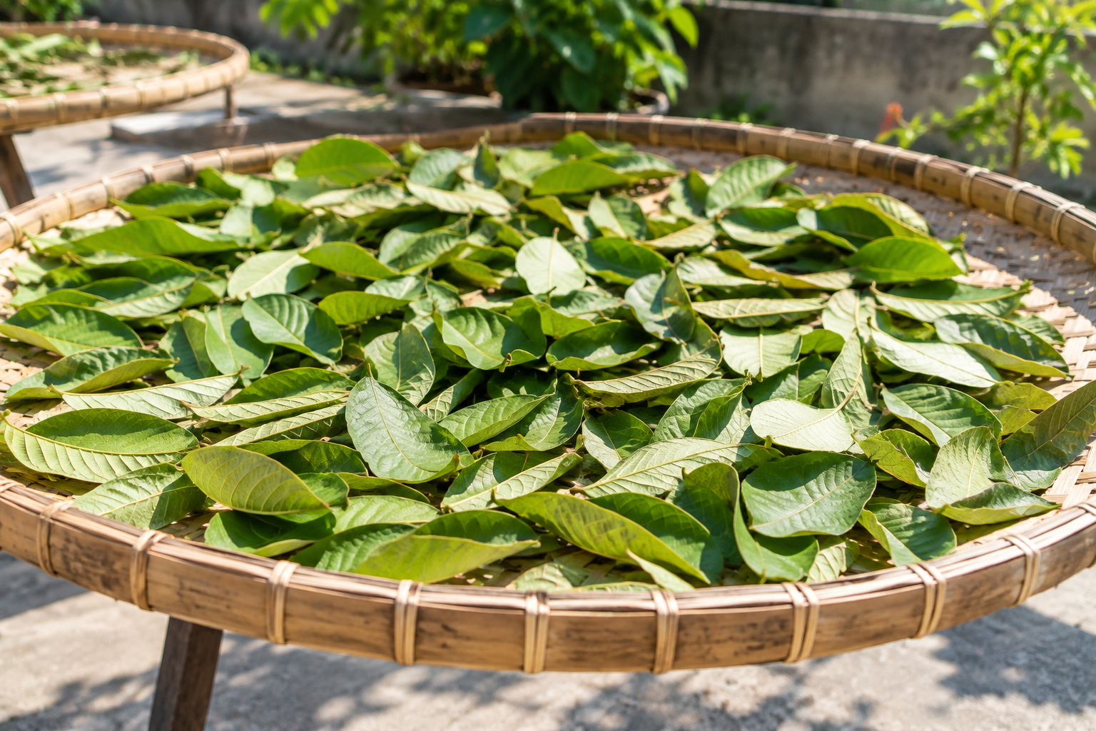Lá ổi sấy hay phơi nắng tốt hơn để pha trà? - Ảnh 1.