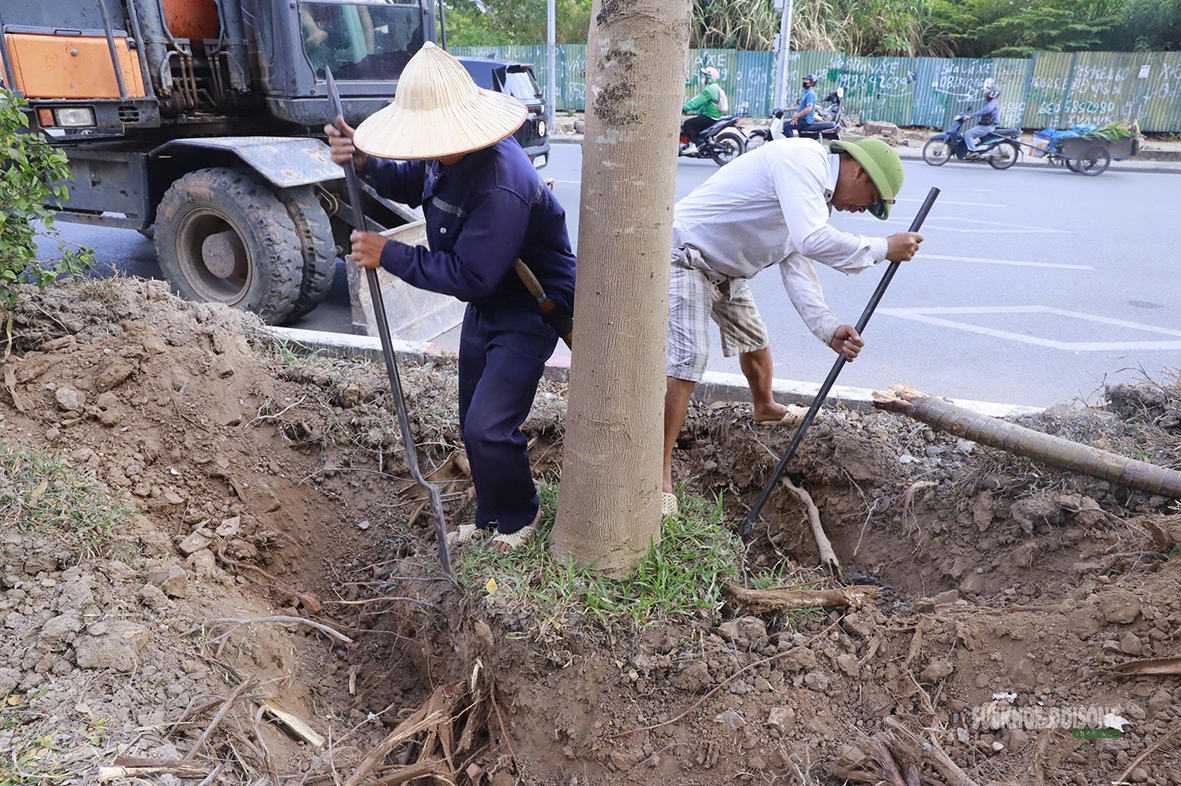 Hà Nội di dời cây xanh làm hầm chui hơn 960 tỷ đồng- Ảnh 3.