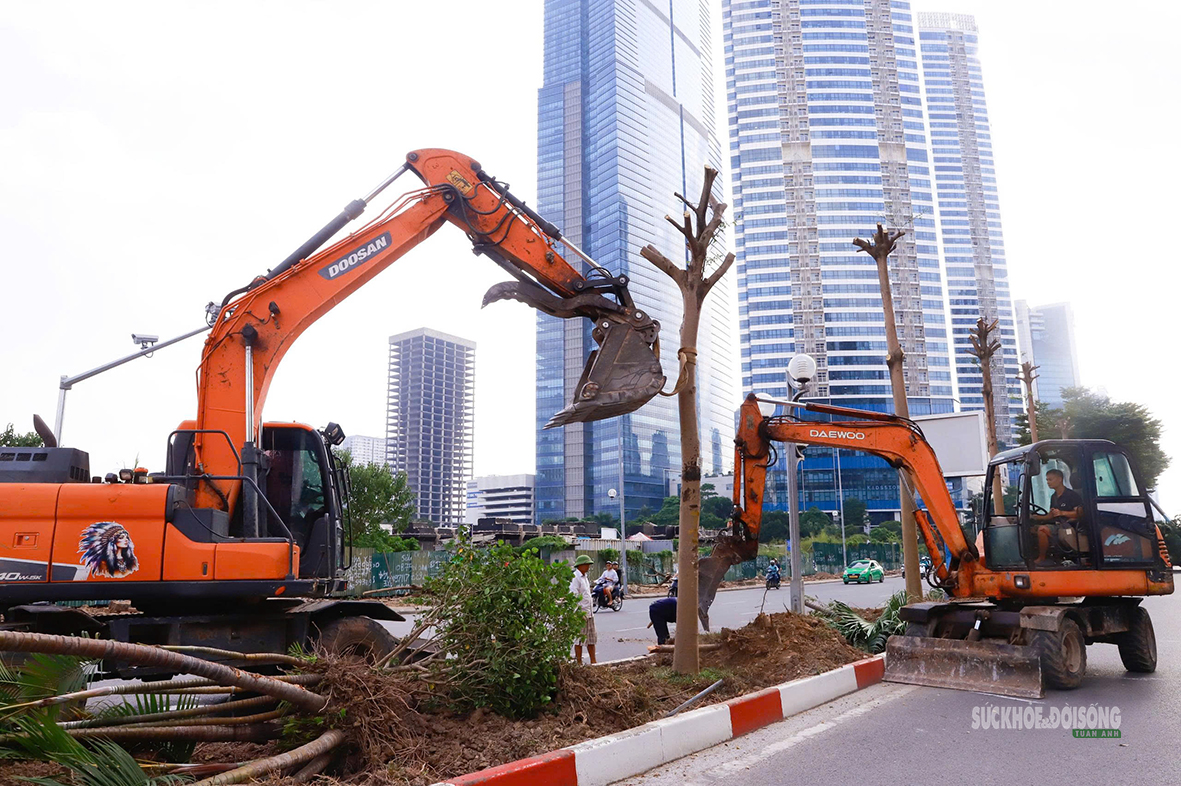 Hà Nội di dời cây xanh làm hầm chui hơn 960 tỷ đồng- Ảnh 2.
