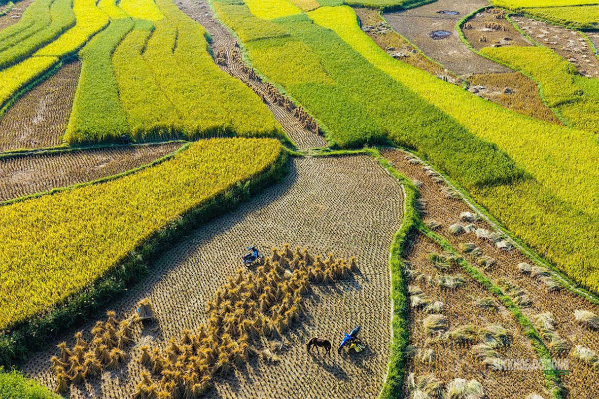 Mùa vàng rực rỡ nơi biên cương Trùng Khánh - Ảnh 3.