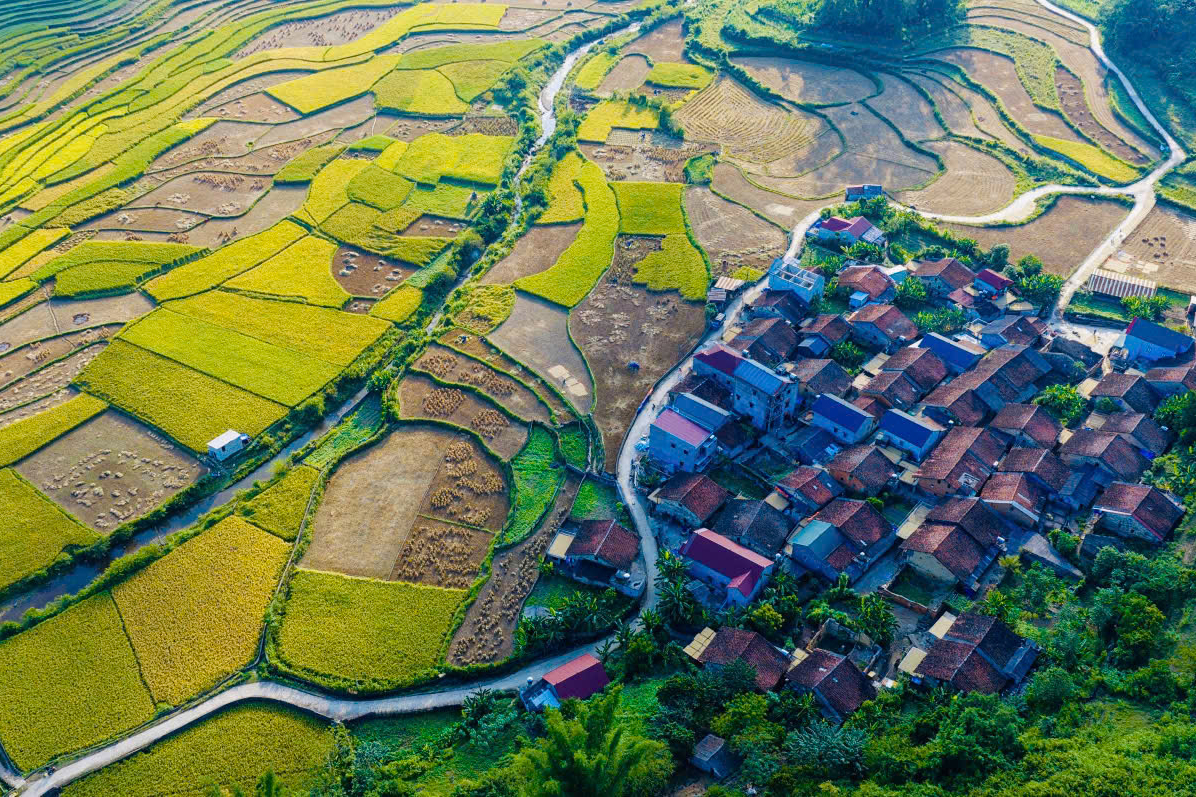 Mùa vàng rực rỡ nơi biên cương Trùng Khánh - Ảnh 5.