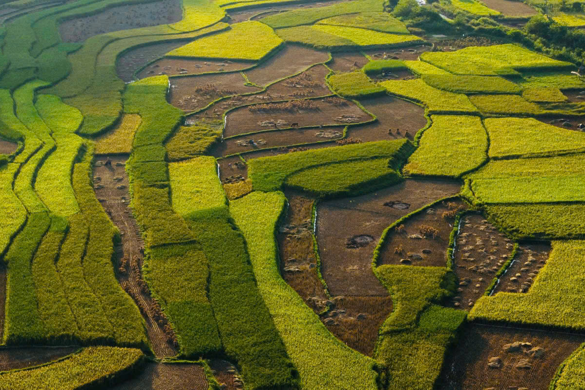 Mùa vàng rực rỡ nơi biên cương Trùng Khánh - Ảnh 6.