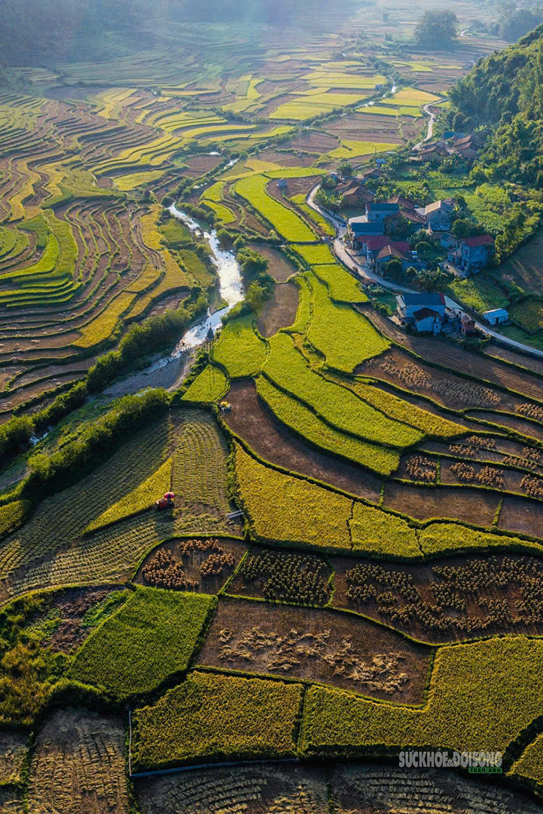Mùa vàng rực rỡ nơi biên cương Trùng Khánh - Ảnh 7.
