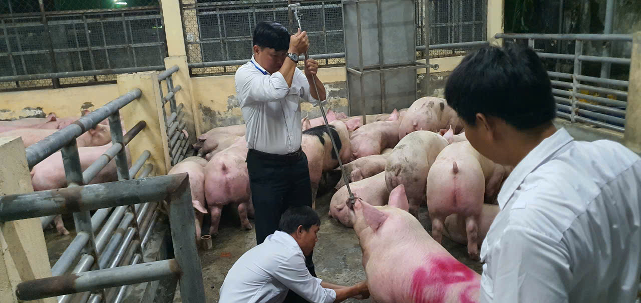Gallery - Hơn 10.000 tấn heo dùng chất cấm đã được đưa ra thị trường - image 1