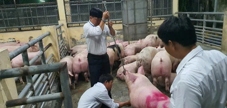 Gallery - Chất tạo nạc Salbutamol trong thịt heo: Nấu chín có hết độc? - image 2