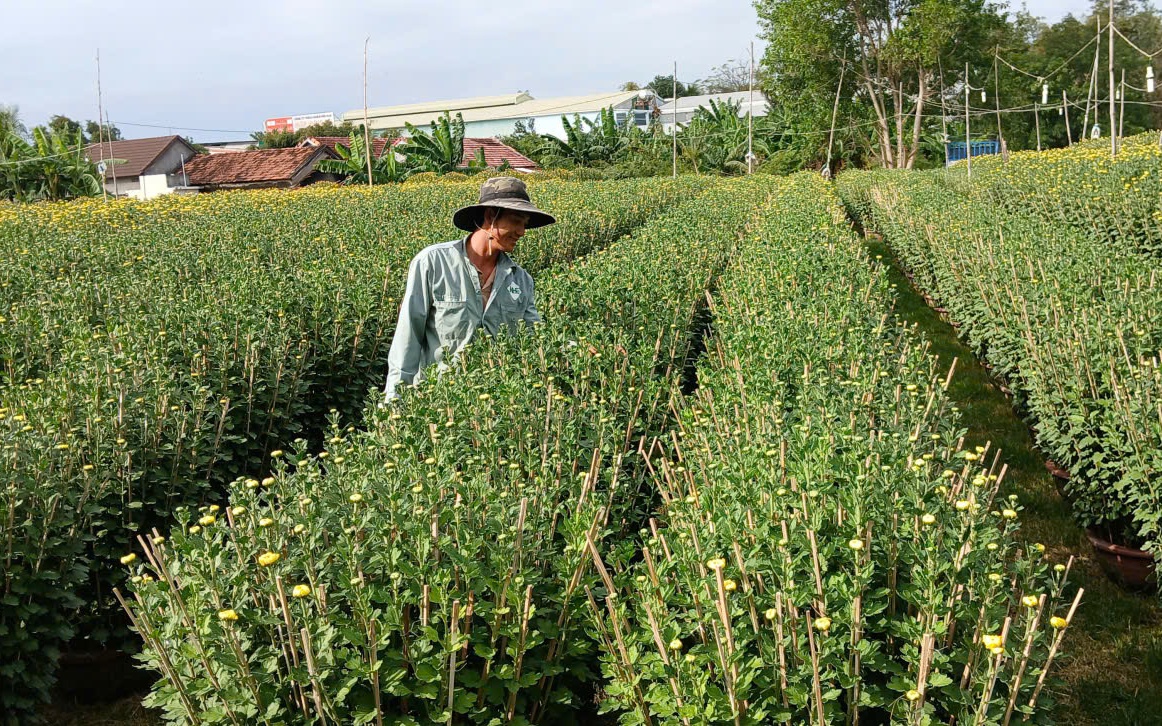 Ở nơi gần 30.000 chậu hoa cúc Tết chưa nở, thương lái đã đặt mua hết