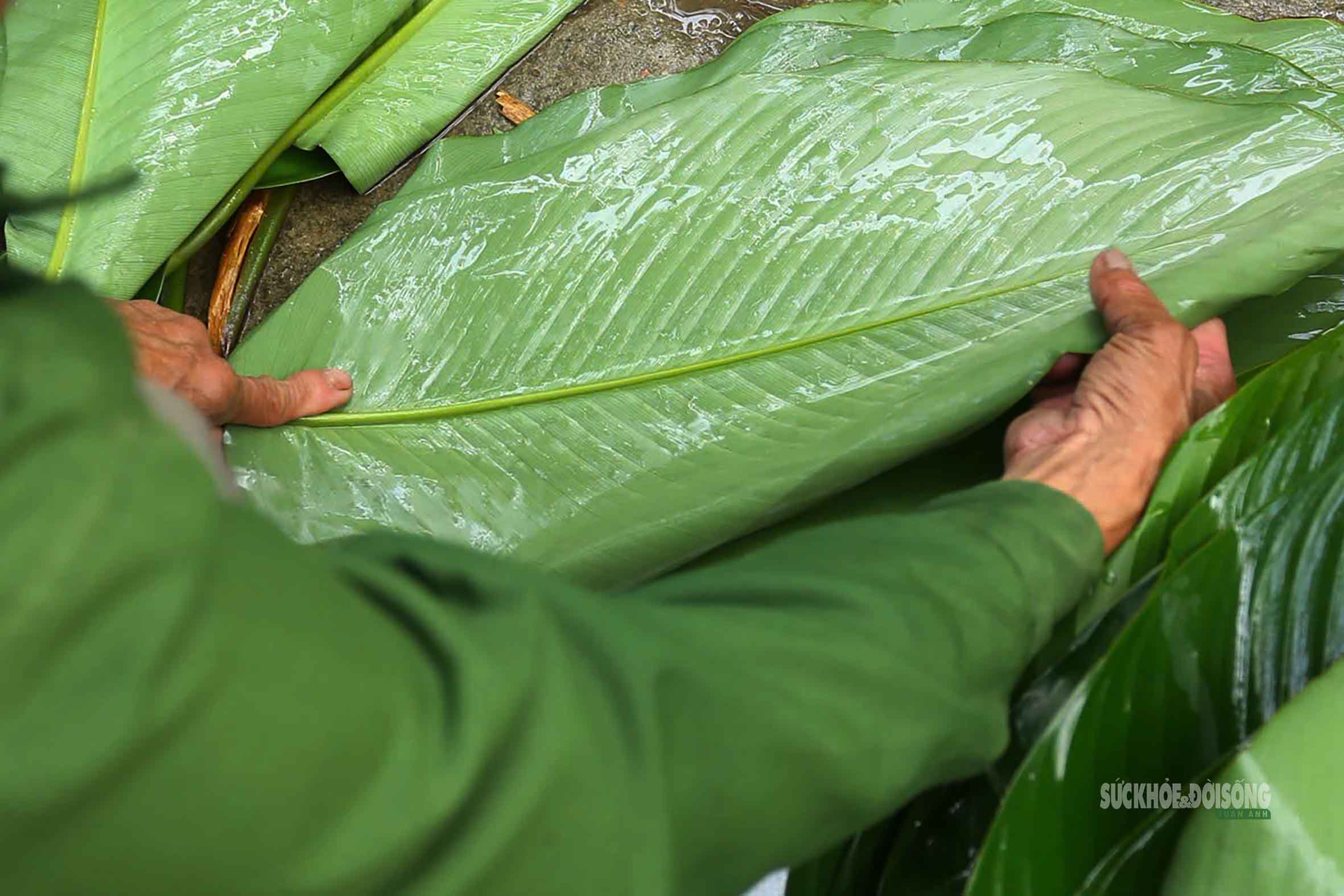Tràng Cát những ngày giáp Tết: 'Thủ phủ' lá dong xuyên đêm cho vụ mùa lớn nhất năm- Ảnh 5.