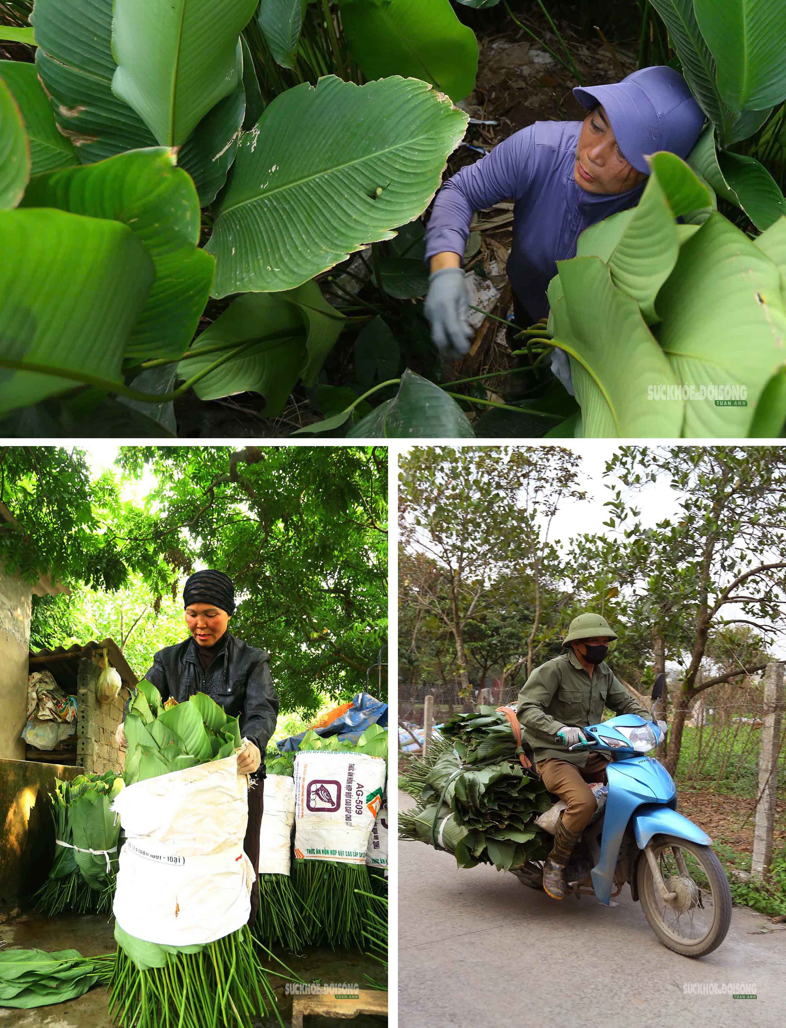 Tràng Cát những ngày giáp Tết: 'Thủ phủ' lá dong xuyên đêm cho vụ mùa lớn nhất năm- Ảnh 8.