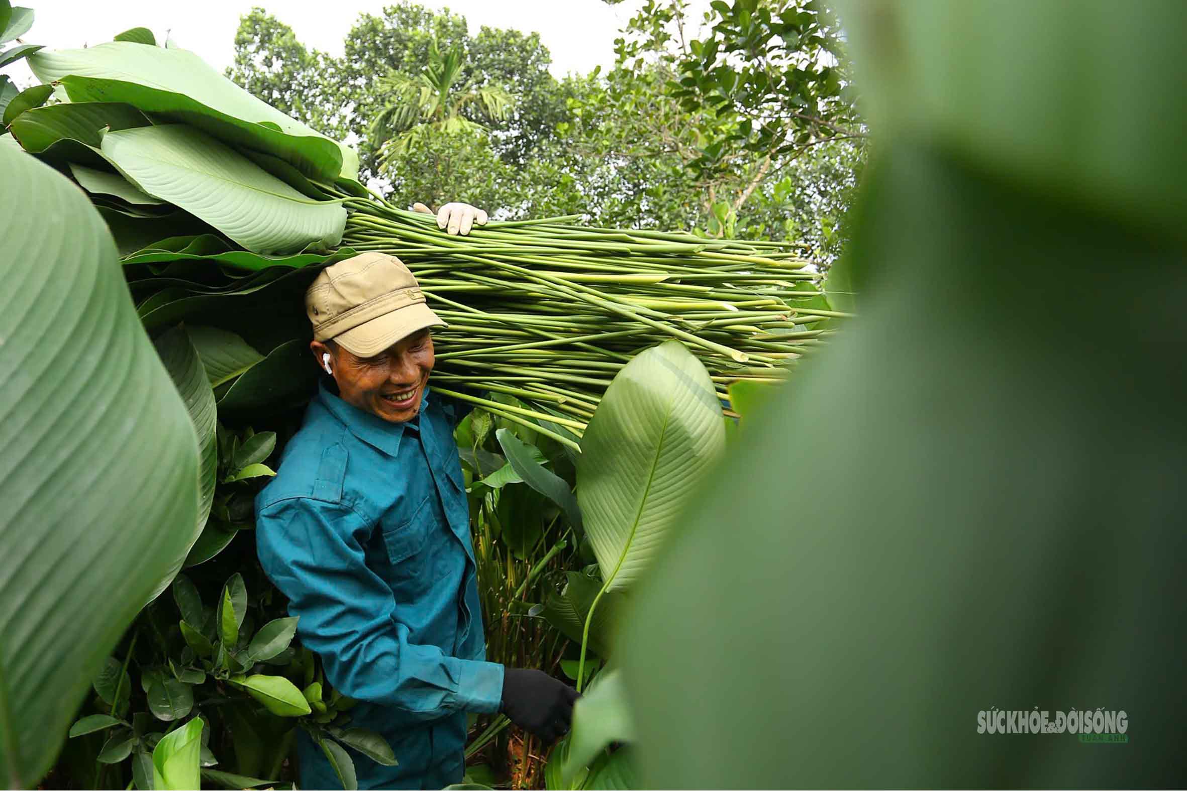 Tràng Cát những ngày giáp Tết: 'Thủ phủ' lá dong xuyên đêm cho vụ mùa lớn nhất năm- Ảnh 9.