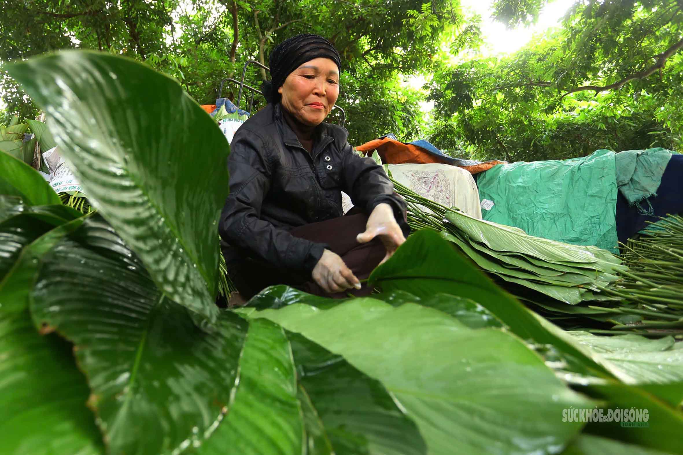 Tràng Cát những ngày giáp Tết: 'Thủ phủ' lá dong xuyên đêm cho vụ mùa lớn nhất năm- Ảnh 7.