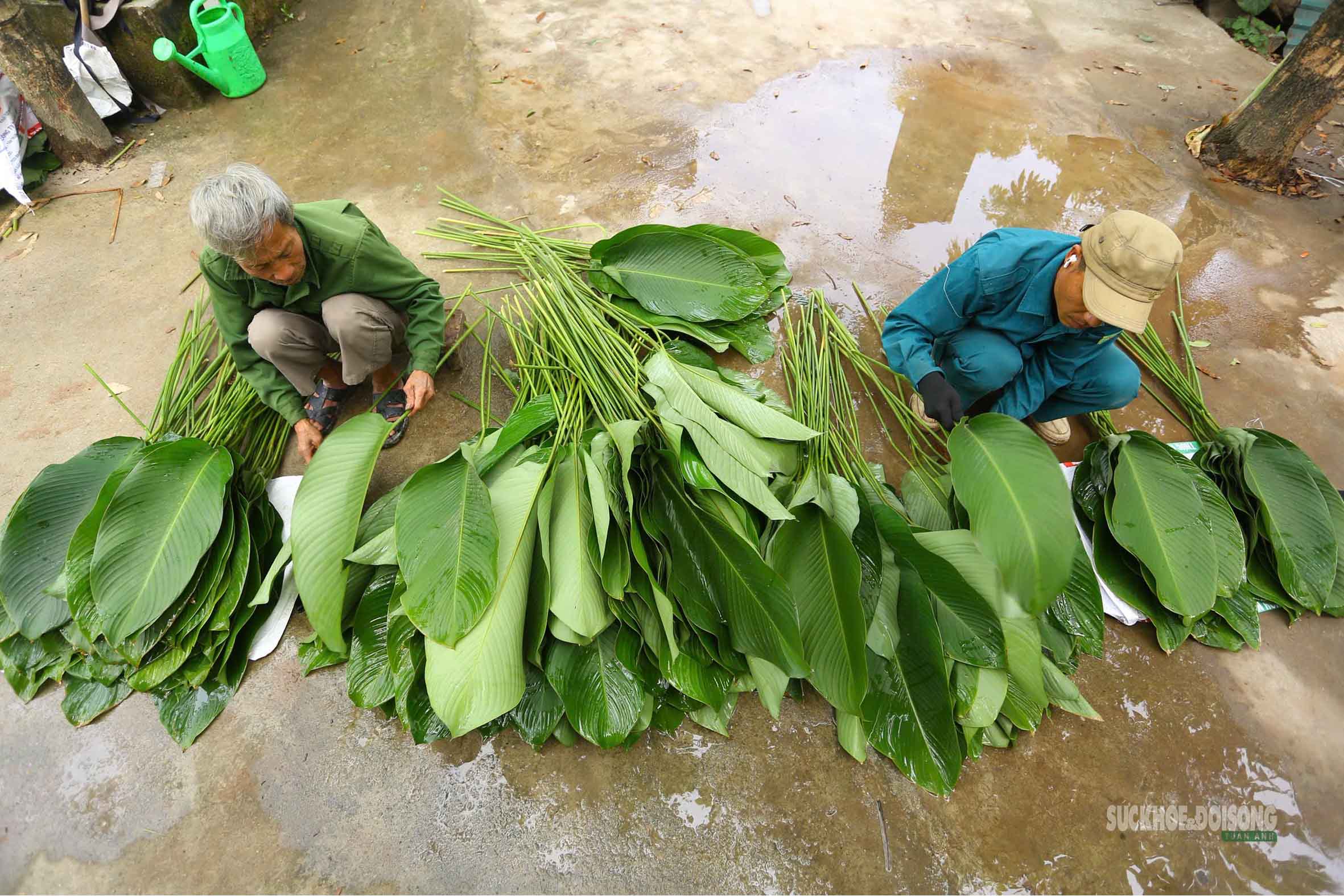 Tràng Cát những ngày giáp Tết: 'Thủ phủ' lá dong xuyên đêm cho vụ mùa lớn nhất năm- Ảnh 6.