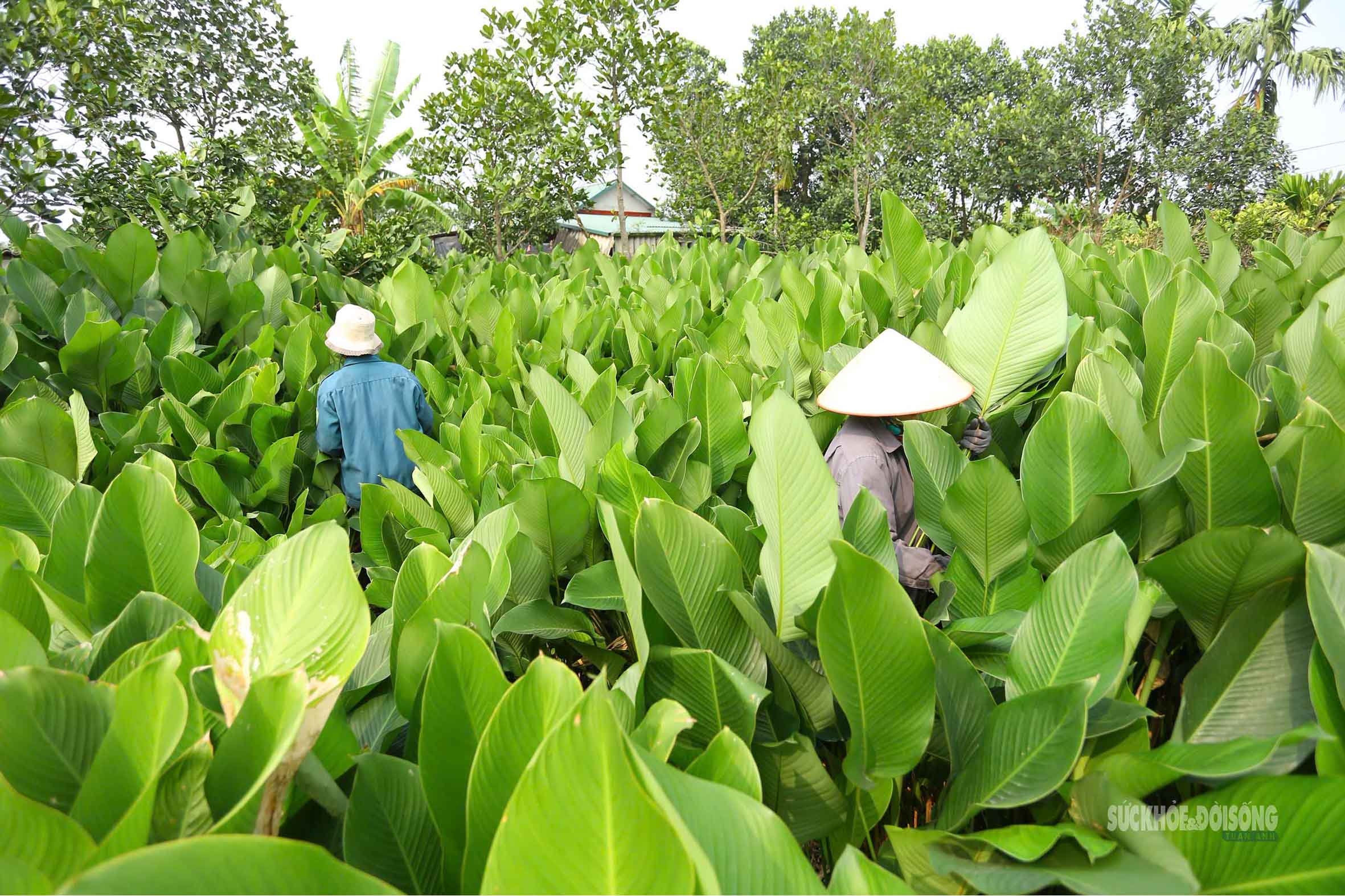 Tràng Cát những ngày giáp Tết: 'Thủ phủ' lá dong xuyên đêm cho vụ mùa lớn nhất năm- Ảnh 3.