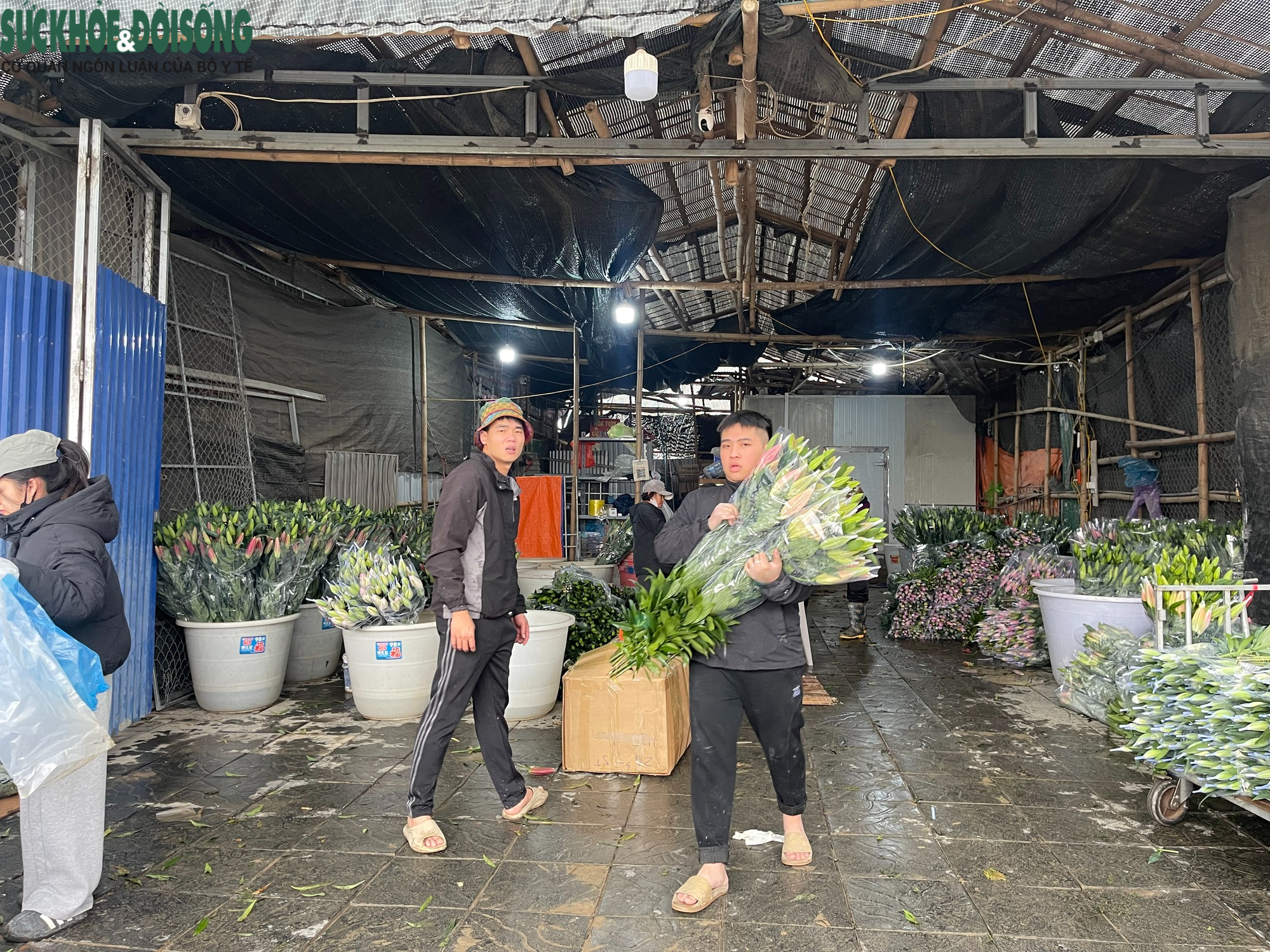 Cận Tết ở làng hoa Tây Tựu: Đơn hàng gấp 3-4 lần, người làm không kịp nghỉ- Ảnh 1.