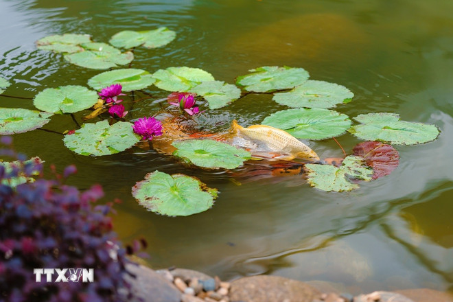 Nhà ga Quốc tế Đà Nẵng vận hành hồ cá sinh thái từ nước thải tái chế- Ảnh 2.