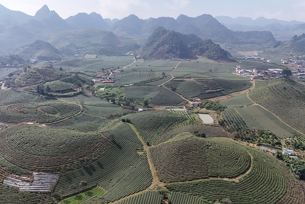 Mộc Châu khoác áo xuân: Trắng đồi mận, xanh đồi chè- Ảnh 4. Mộc Châu khoác áo xuân: Trắng đồi mận, xanh đồi chè- Ảnh 4.