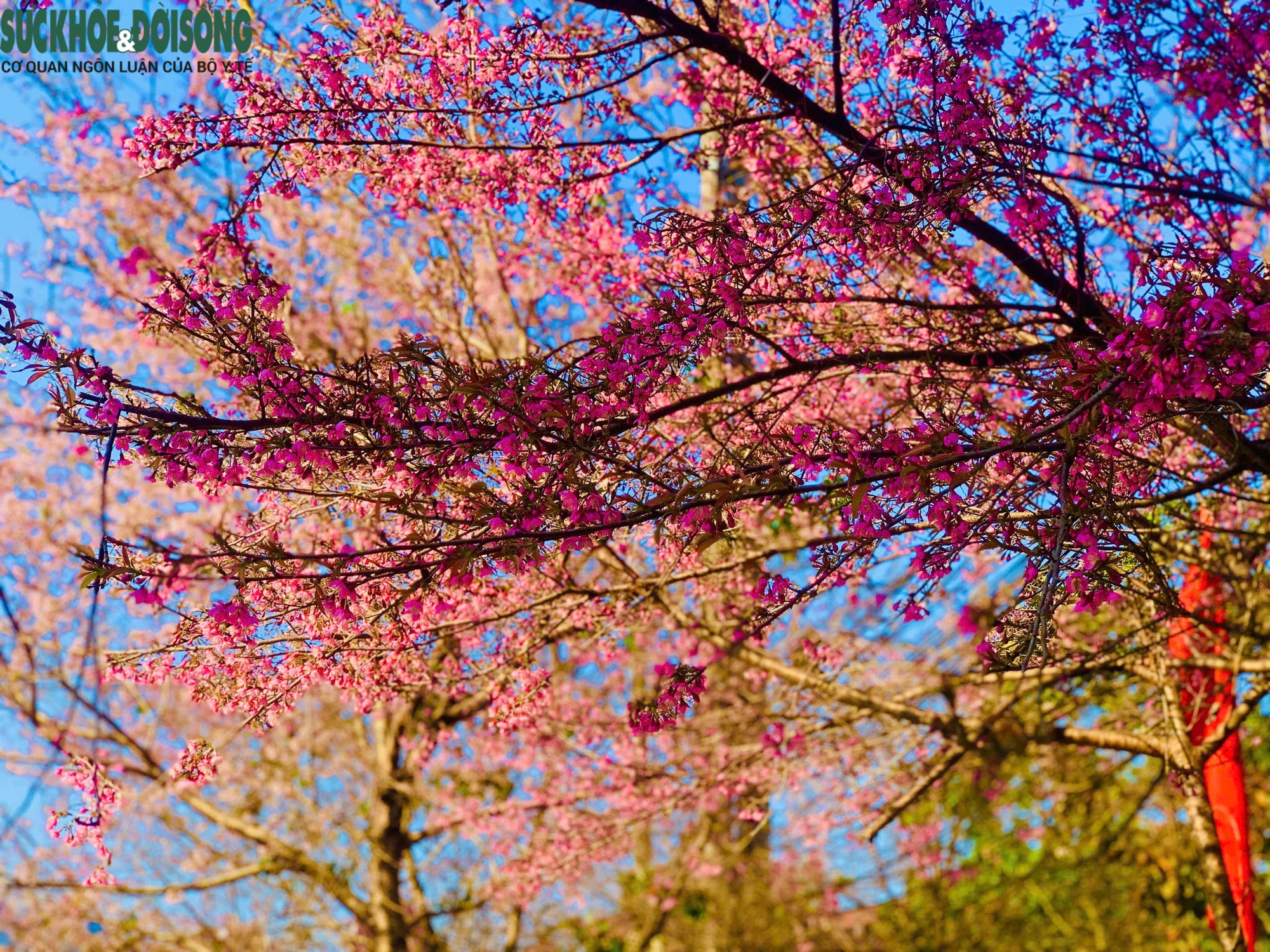 Xuân thức giấc trên cao nguyên đá Đồng Văn- Ảnh 1.