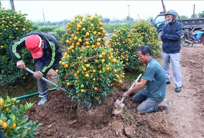 Thị trường hoa, cây cảnh Tết: Nơi trầm lắng, nơi cháy hàng- Ảnh 4. Thị trường hoa, cây cảnh Tết: Nơi trầm lắng, nơi cháy hàng- Ảnh 4.