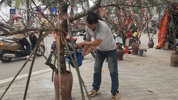 Chợ hoa Tết Tây Hồ: Đường phố thông thoáng, tiểu thương buôn bán trong trật tự- Ảnh 2. Chợ hoa Tết Tây Hồ: Đường phố thông thoáng, tiểu thương buôn bán trong trật tự- Ảnh 2.