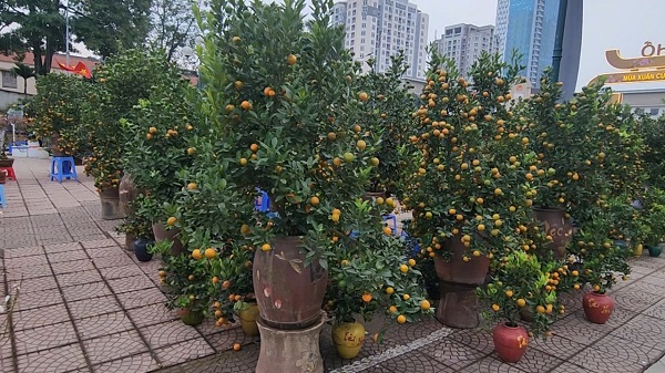 Chợ hoa Tết Tây Hồ: Đường phố thông thoáng, tiểu thương buôn bán trong trật tự- Ảnh 3. Chợ hoa Tết Tây Hồ: Đường phố thông thoáng, tiểu thương buôn bán trong trật tự- Ảnh 3.