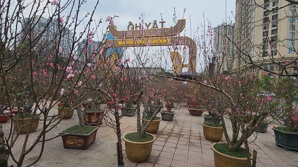 Chợ hoa Tết Tây Hồ: Đường phố thông thoáng, tiểu thương buôn bán trong trật tự- Ảnh 8. Chợ hoa Tết Tây Hồ: Đường phố thông thoáng, tiểu thương buôn bán trong trật tự- Ảnh 8.