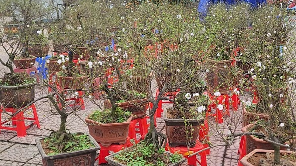 Chợ hoa Tết Tây Hồ: Đường phố thông thoáng, tiểu thương buôn bán trong trật tự- Ảnh 7. Chợ hoa Tết Tây Hồ: Đường phố thông thoáng, tiểu thương buôn bán trong trật tự- Ảnh 7.