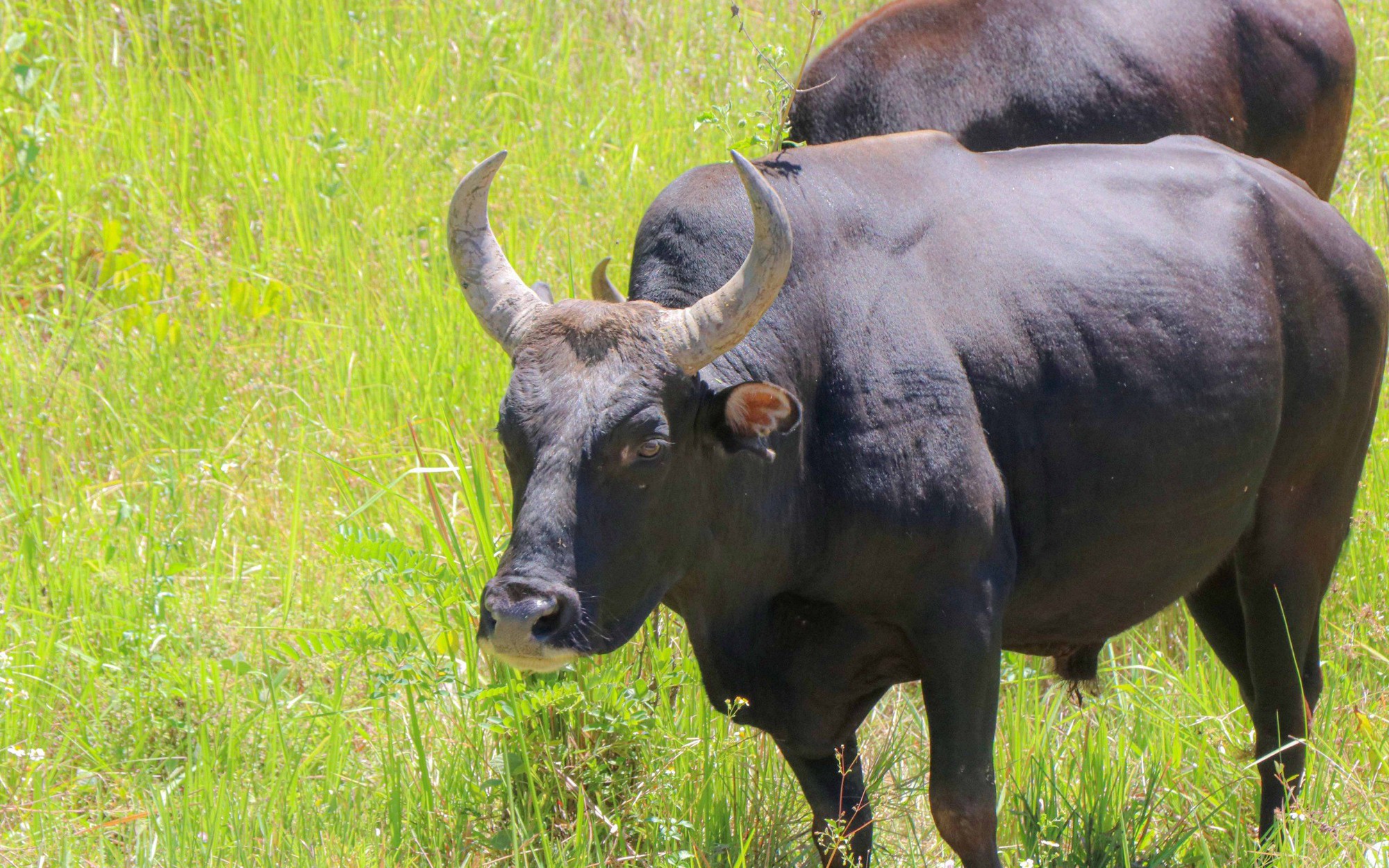 Phát hiện nhiều cá thể động vật quý hiếm xuất hiện tại vườn quốc gia ở Khánh Hòa- Ảnh 4.