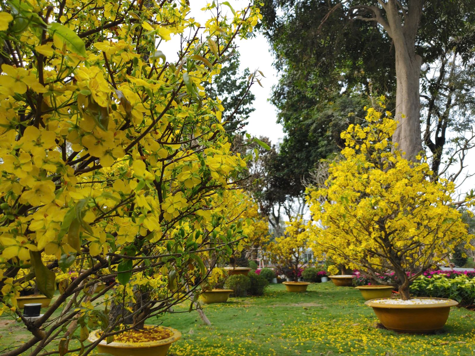 Công viên tưởng niệm nạn nhân COVID-19 hút khách ngày cận Tết- Ảnh 9. Công viên tưởng niệm nạn nhân COVID-19 hút khách ngày cận Tết- Ảnh 9.